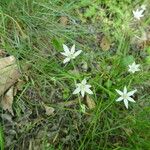 Ornithogalum orthophyllum Flors