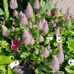 Ptilotus extenuatus Hábito