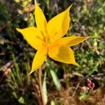 Tulipa sylvestris Květ