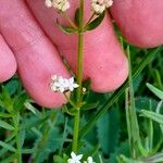 Galium boreale Kůra