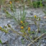 Pilosella piloselloides Hábitos