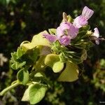 Dicliptera caerulea आदत