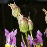 Primula clevelandii Blomst