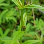 Mimulus ringens Frucht