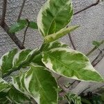 Euphorbia tithymaloides पत्ता