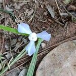 Cipura paludosa फूल