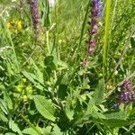 Salvia pratensis Blatt