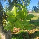 Kigelia africana Leaf