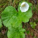 Rubus chamaemorus Flower