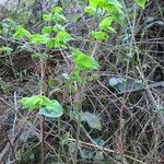 Prosartes smithii Habit