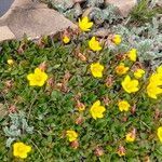 Saxifraga hirculus Hábitos