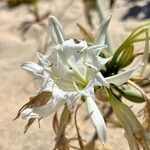 Pancratium maritimumÇiçek