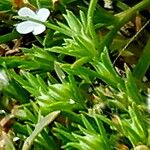 Polypremum procumbens Flower