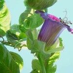 Cobaea scandens Virág