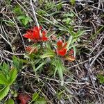 Castilleja hispidaᱵᱟᱦᱟ