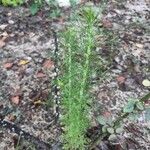 Eupatorium capillifolium عادت