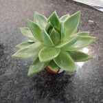 Echeveria agavoidesЛист