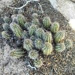 Echinocereus enneacanthus List