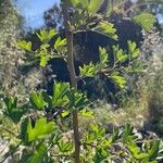 Crataegus azarolusBlad