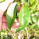 Bignonia aequinoctialis List