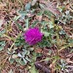 Cirsium acaule Květ