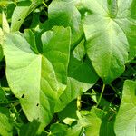 Convolvulus sepium Feuille