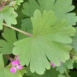 Geranium rotundifolium Frunză