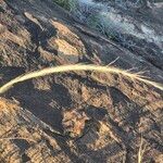 Aristida adscensionis Flower