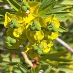 Euphorbia dendroides Blüte