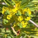 Euphorbia dendroides Blodyn