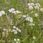 Oenanthe globulosa Агульны выгляд