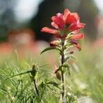 Castilleja indivisa Flor