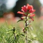 Castilleja indivisa Flower