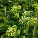 Arnoglossum atriplicifolium Flower