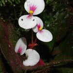 Begonia lacunosa Flower