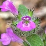 Clinopodium vulgareফুল