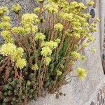 Petrosedum sediforme Habitus