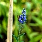 Veronica longifolia Blüte