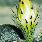 Astrophytum myriostigma Blomst