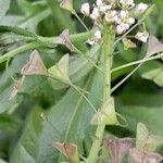 Capsella bursa-pastoris 果實