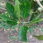 Euonymus japonicusLeaf