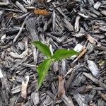 Trillium grandiflorum List