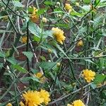 Kerria japonica 整株植物