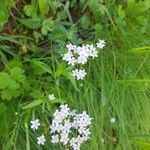 Valeriana montanaFlower