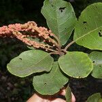 Clethra consimilis