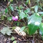 Cyclamen purpurascensBlomst