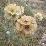 Lomelosia stellata Mbuma