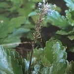 Wulfenia carinthiaca