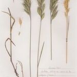 Bromus lanceolatus 形態