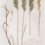 Bromus lanceolatus Yeri